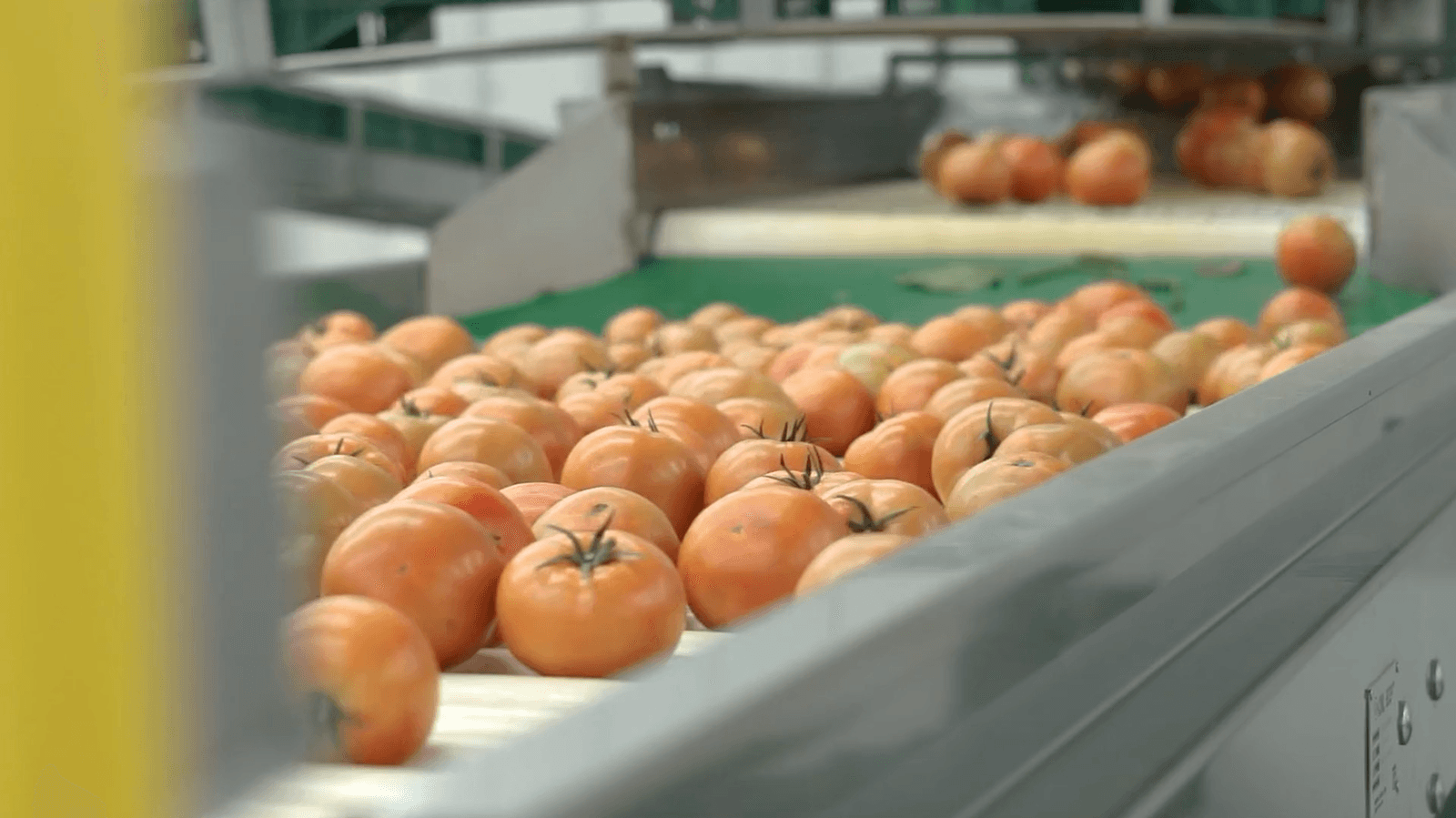 Produce on an industrial sorting conveyor line