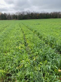 Multispecies cover crop field building soil organic matter